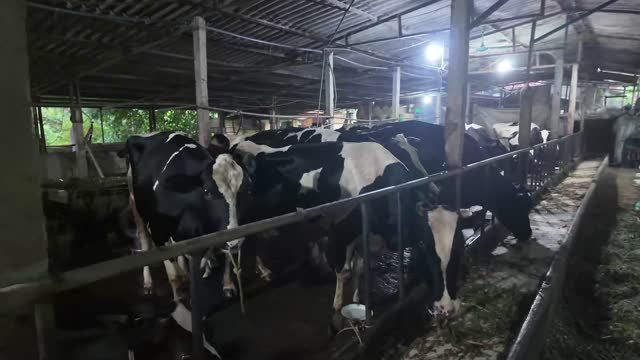Row Of Stalled Cows