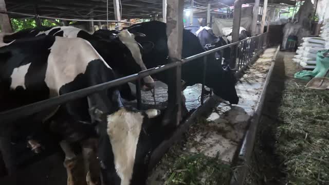 Cows Along Feed Rail
