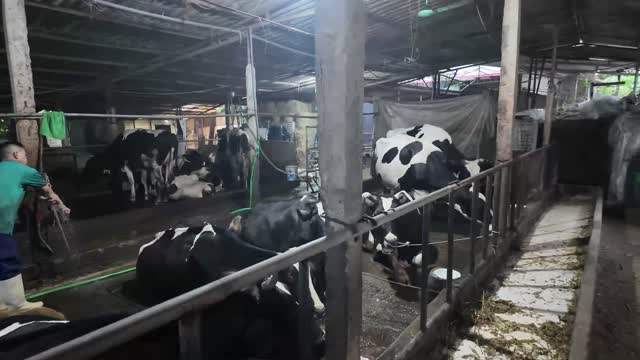 Cows And Worker Barn