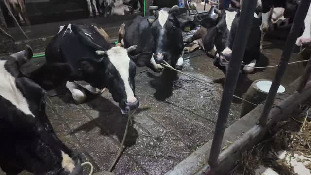 Cows Lying At Trough