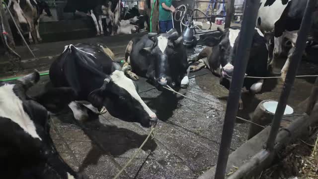 Cows Resting Together