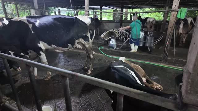 Worker Milking In Barn