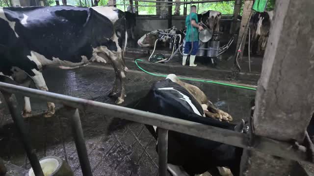 Milking Work In Progress