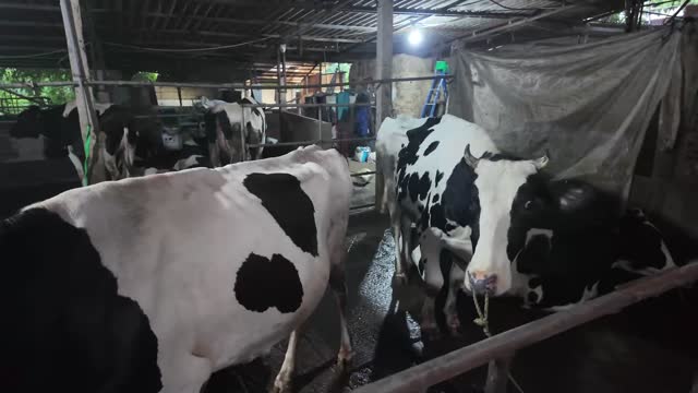 Cows Walking In Barn