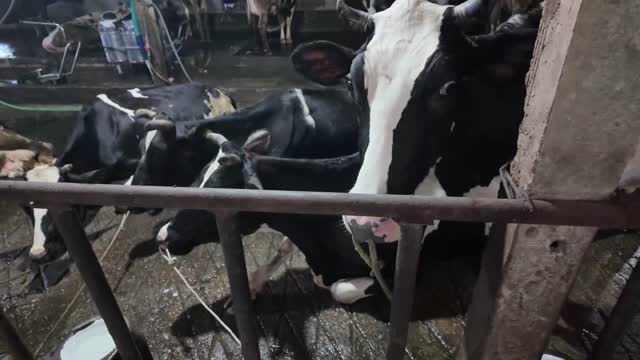 Cows Heads At Rail