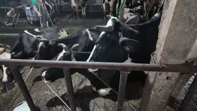 Curious Cows At Rail