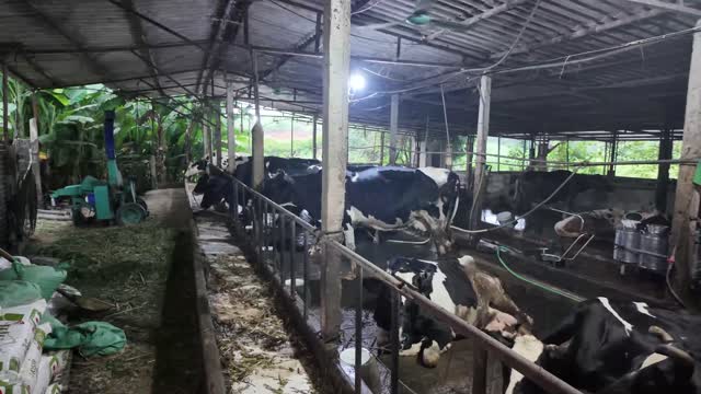 Long Barn With Cows