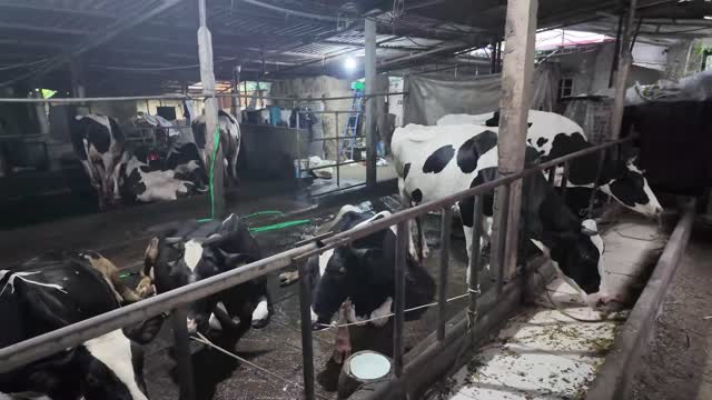 Cows Feeding In Barn