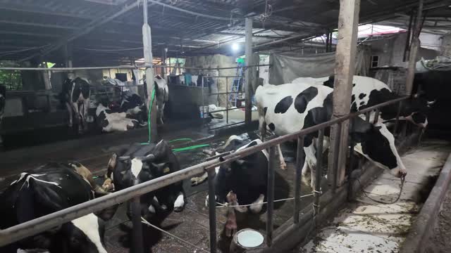 Cows In Shaded Barn