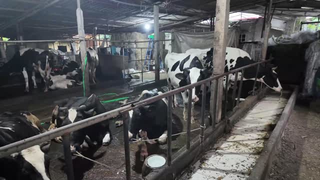 Herd Resting In Barn