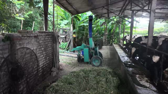 Grass Chopper And Cows