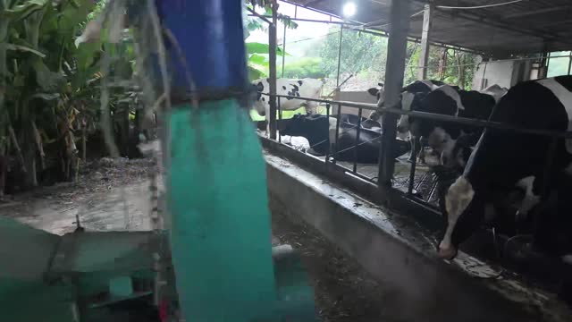 Feed Machine In Barn
