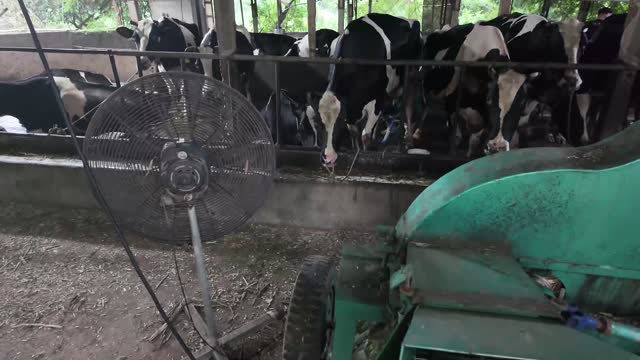 Dairy Cows Feeding At Trough