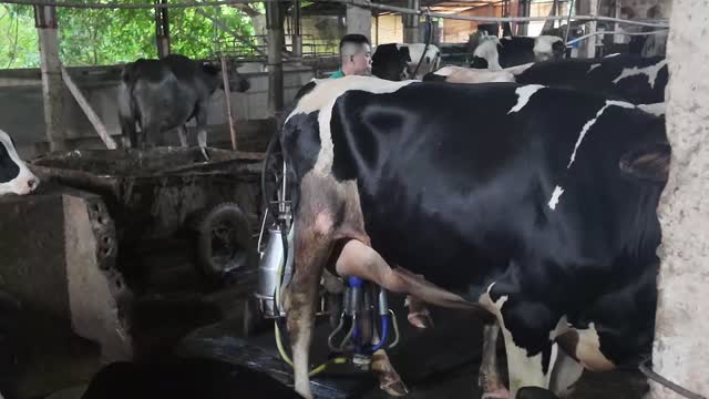 Worker Milking Holstein Dairy Cow