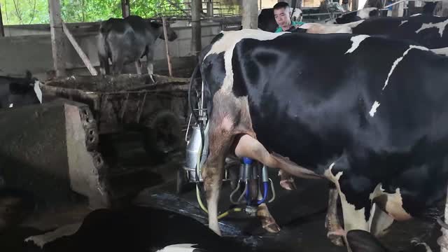 Machine Milking Dairy Cow