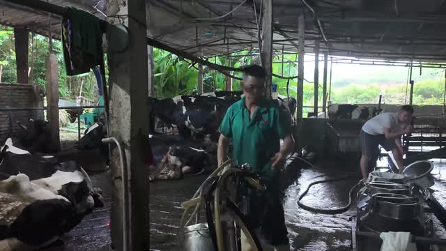 Farm Workers In Cattle Barn