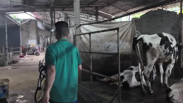 Worker Approaching Dairy Cow