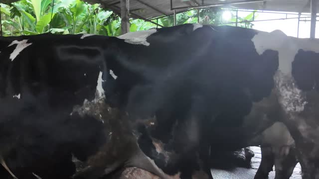 Close Up Holstein Cow Bodies