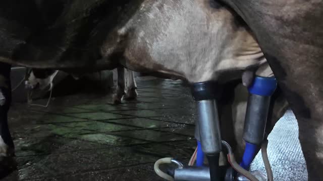 Milking Machine On Udder