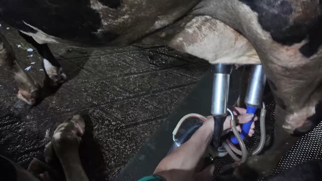 Hand Holding Milking Cluster