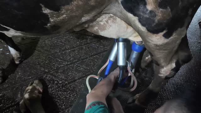 Milking Cups Under Dairy Cow