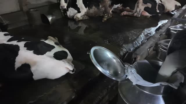 Milk Can Beside Resting Cows