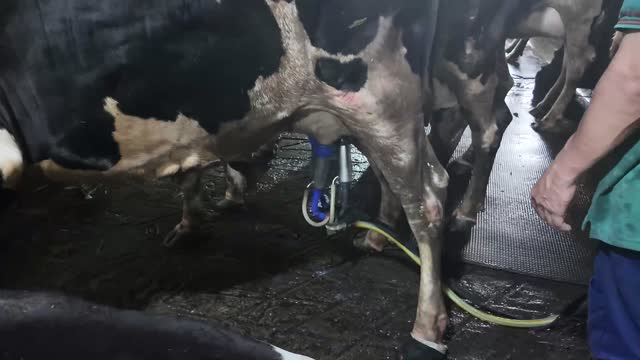Attaching Milking Cups To Cow