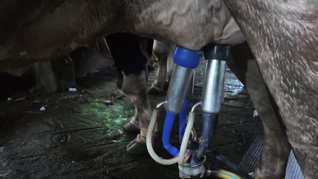 Close Up Cow Udder Milking