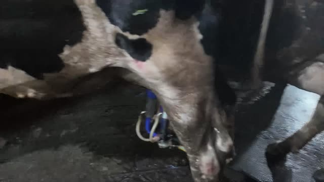 Dairy Cow Milking Detail