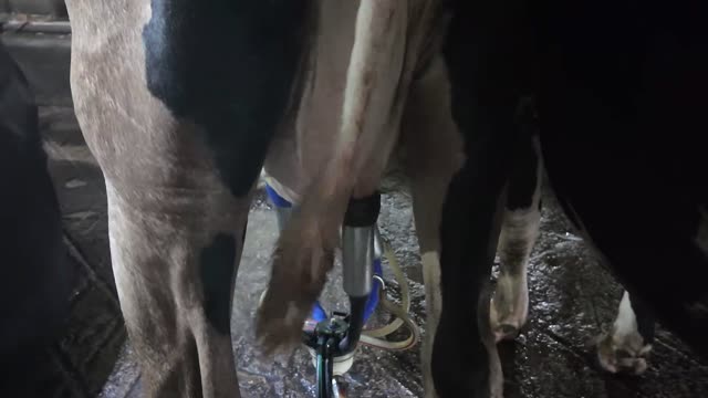 Milking Cluster Between Cow Legs