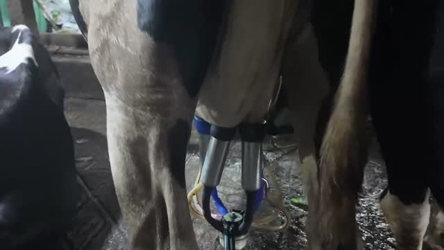 Steel Milking Cups On Udder