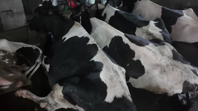 Holstein Cows Resting In Stalls