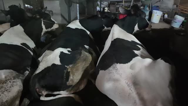 Dairy Cows Lying In Barn