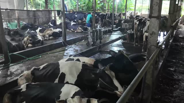 Wide Dairy Barn With Cows