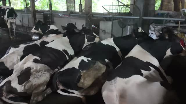 Holstein Cows Resting Under Fans