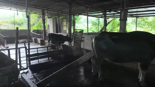 Cows In Open Barn Ba Vi