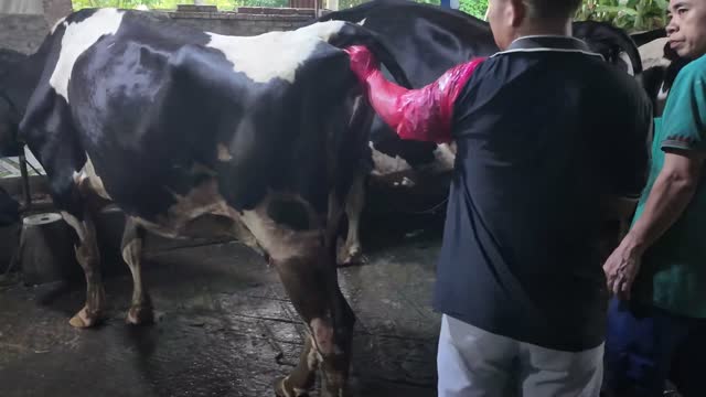 Workers Tending Dairy Cow