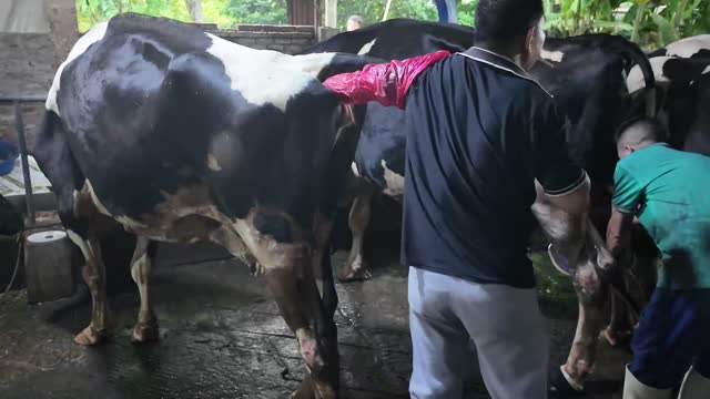 Vet Check On Dairy Cow
