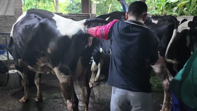 Cattle Health Inspection Barn