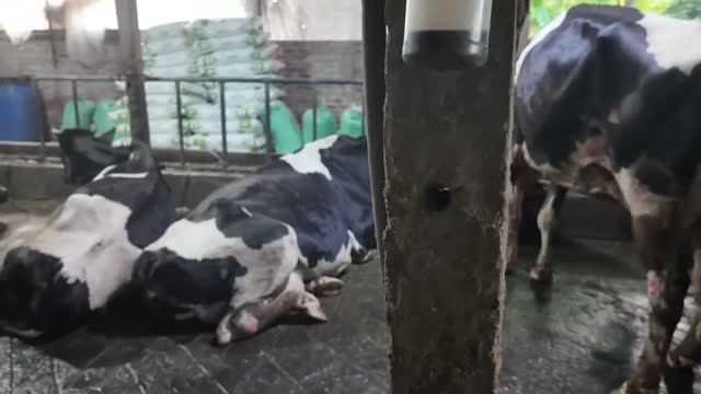 Dairy Cows Resting In Shade