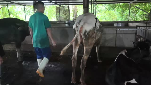 Worker Leading Young Cow