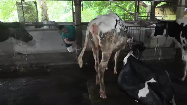 Young Calf Walking In Barn