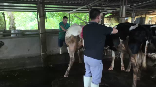 Workers Handling Dairy Cow