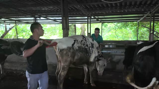 Worker Brushing Dairy Cow