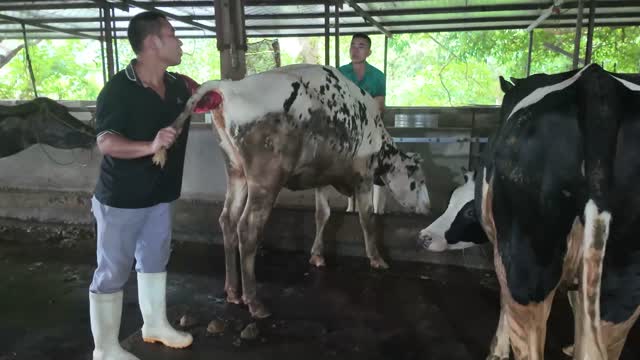 Grooming Holstein Cow In Barn