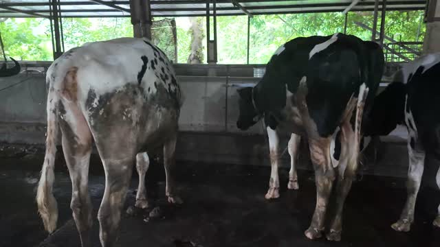 Rear View Of Dairy Cows