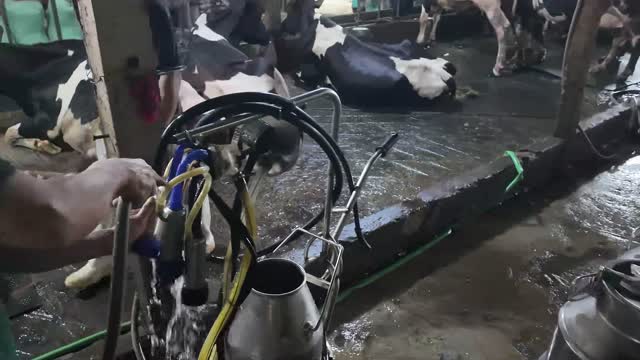 Preparing Milking Machine Barn