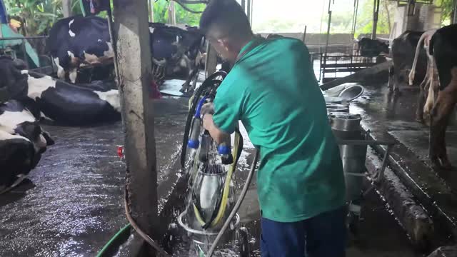 Cleaning The Milking Machine