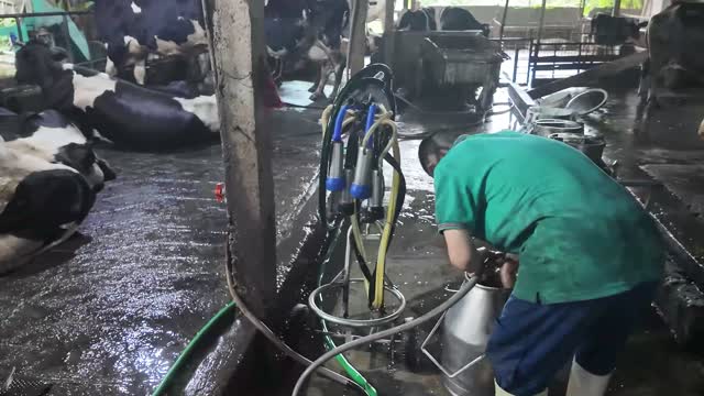 Worker Washing Milking Equipment