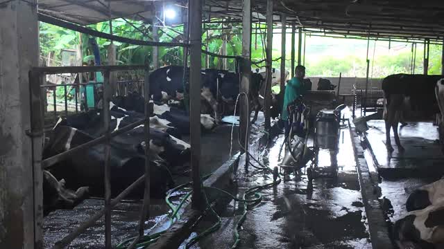 Washing Down Dairy Barn Floor